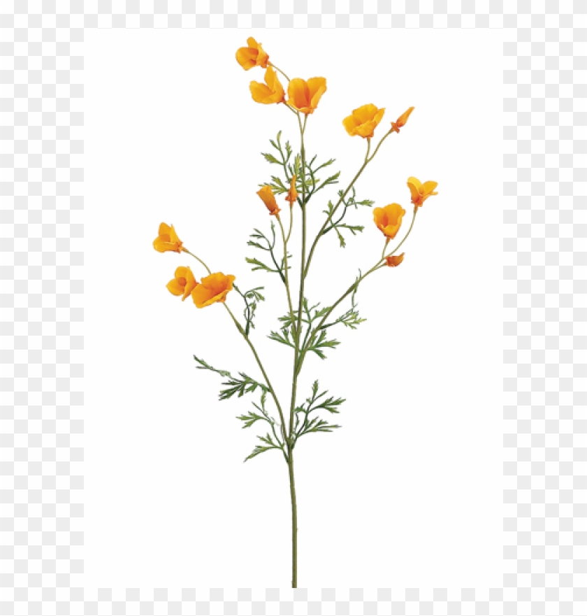 26" Mini California Poppy Spray Yellow - Wildflower Stem Clipart