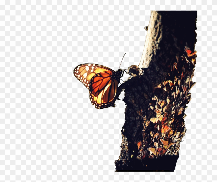 Tree-butterfly - Monarch Butterfly Clipart #2349666