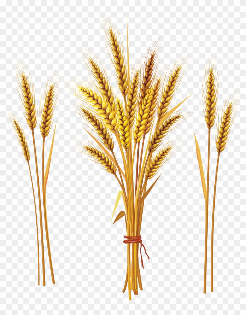 Wheat Png - Wheat Spike Clipart