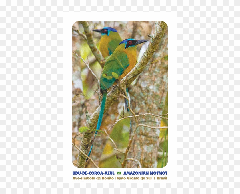 Click On Image To Enlarge - Green Jay Clipart #2351116