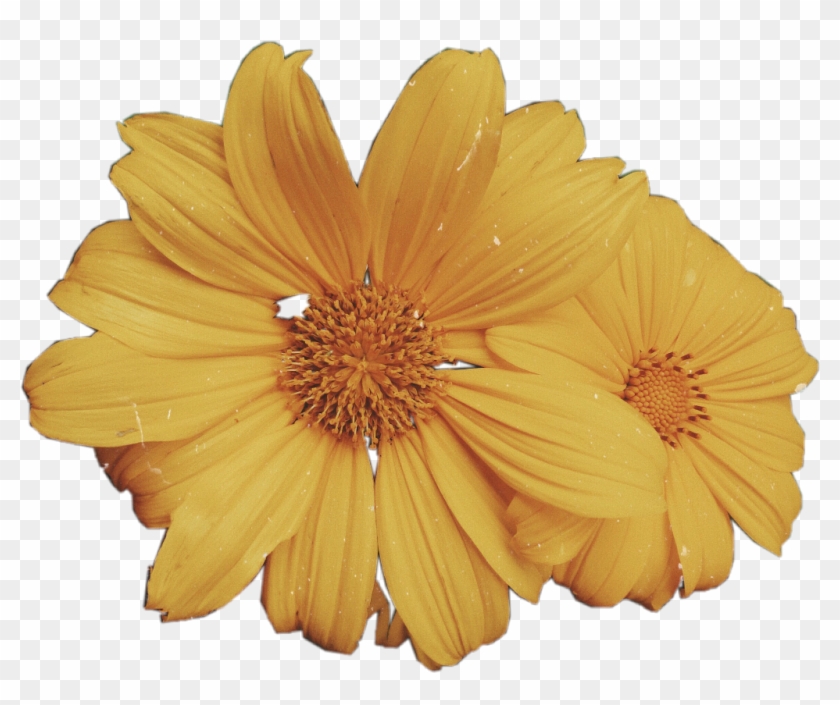 Flowers Sticker - Barberton Daisy Clipart #2351257