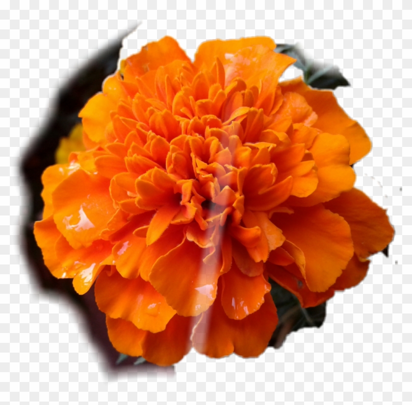Marigold Sticker - Tagetes Patula Clipart #2352356