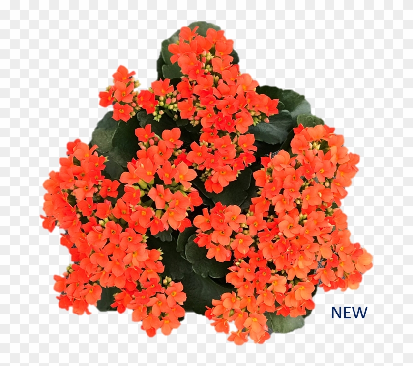 Environmentally Friendly Greenhouses - Begonia Clipart