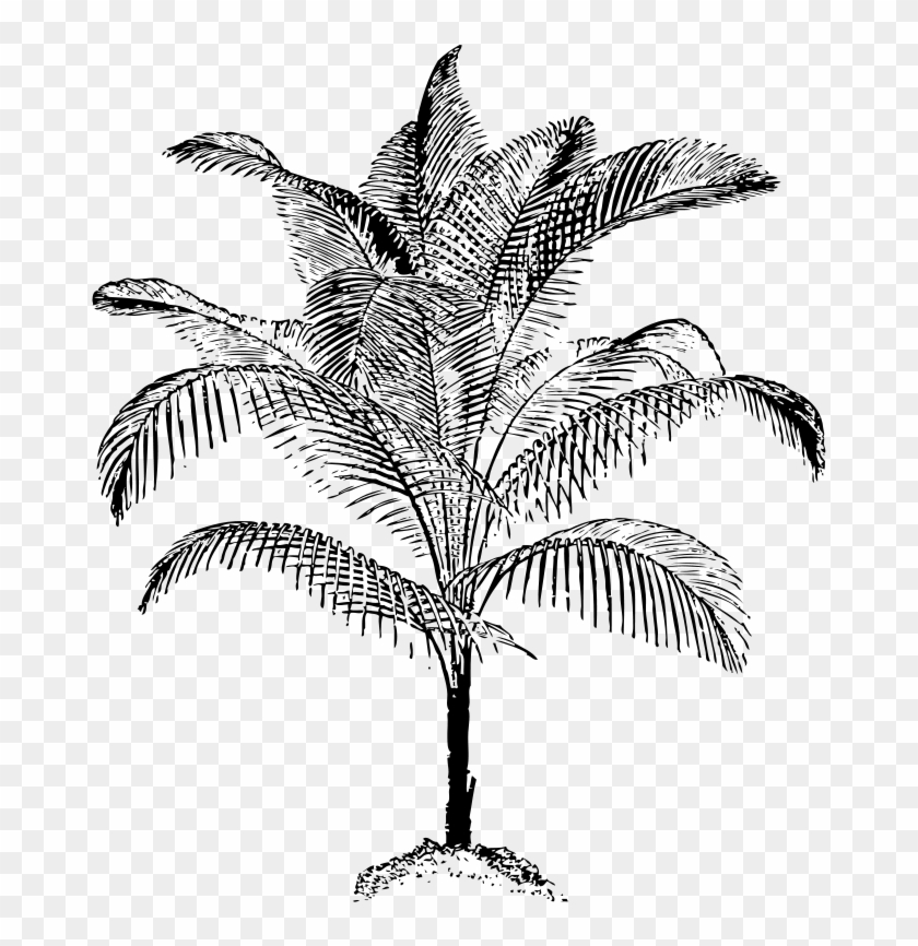 Arecaceae Coconut Tree Line Art Download - Palm Vector Clipart
