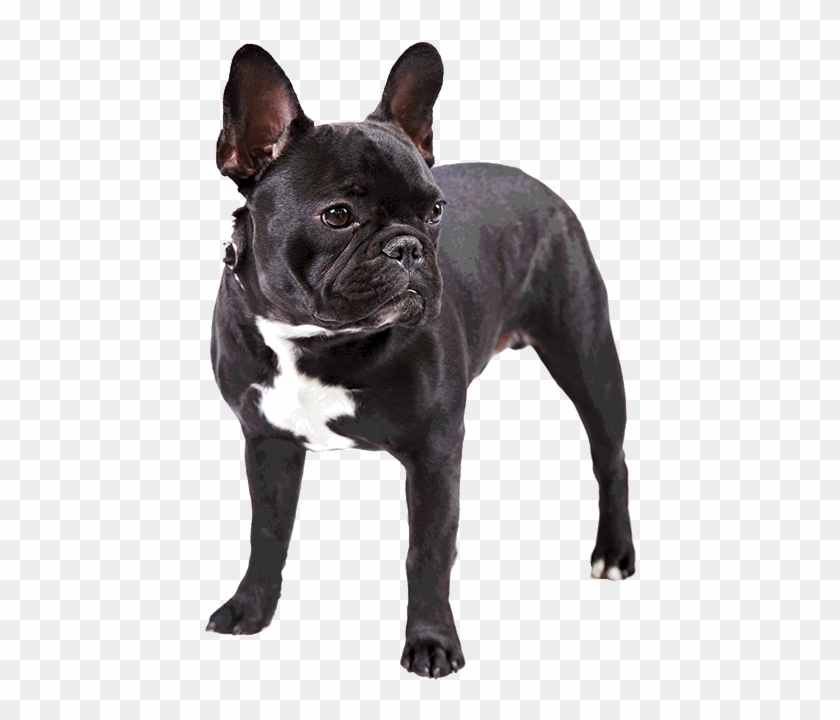 Frenchbulldog Cutout - French Bulldog Cut Out Clipart