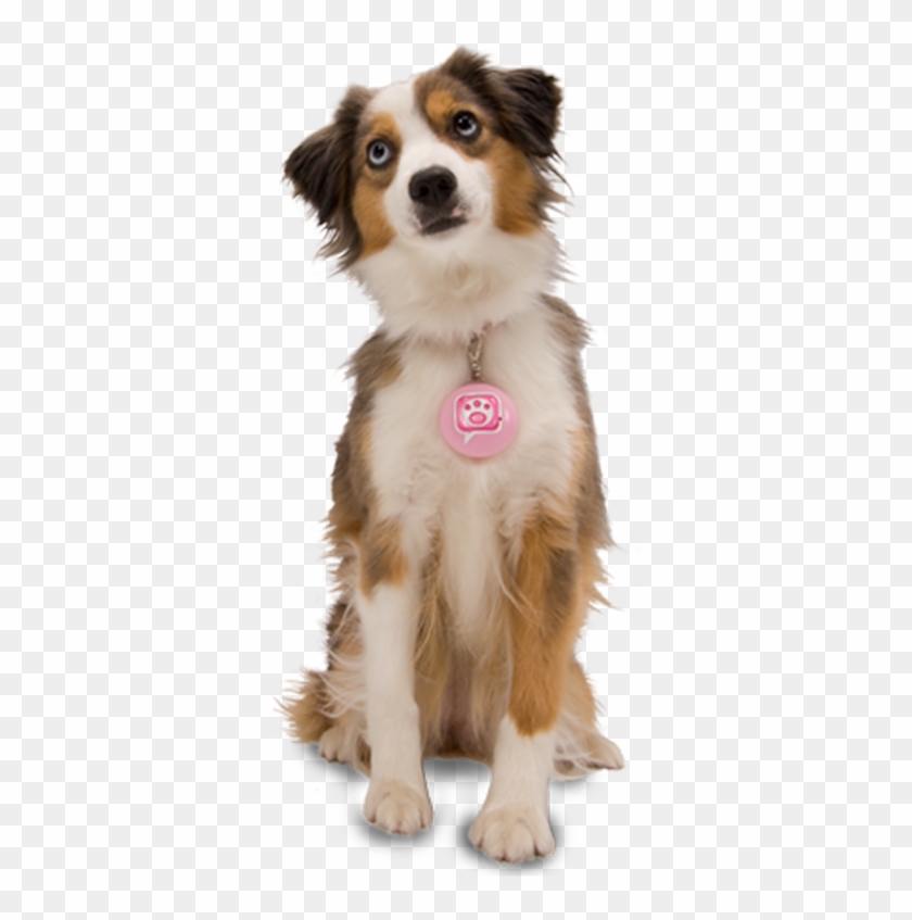 Dog Png Download For Photo Editing - Dogs Png Clipart