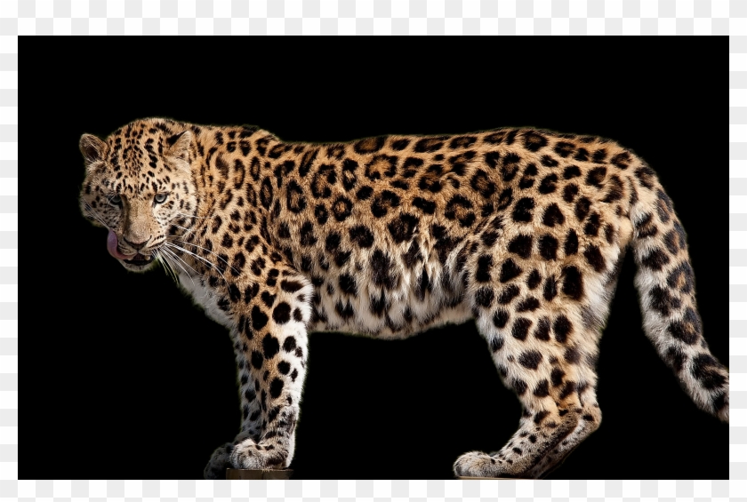 Jaguar Side View Animal Clipart