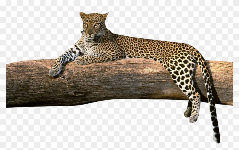 Download Transparent Png - Leopard S Clipart