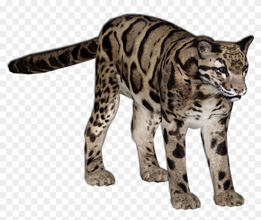 Net, Model And Leopards, File Img - Zoo Tycoon 2 Clouded Leopard Clipart