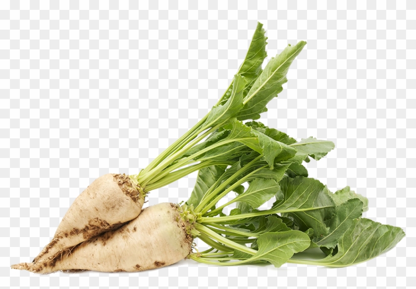 Sugar Beet Png Clipart