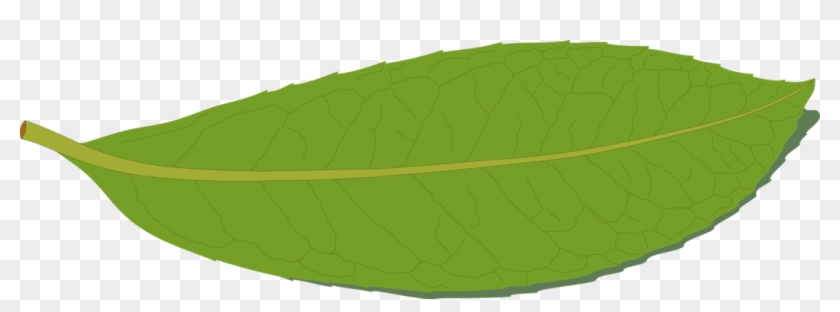 1050 X 340 2 - Chard Clipart