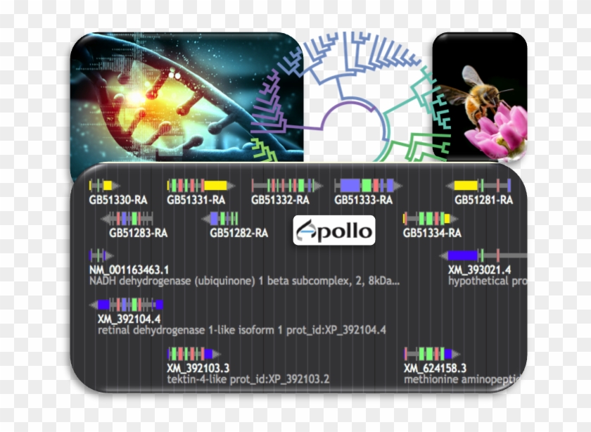 Inline Image - Molecular Evolution Clipart