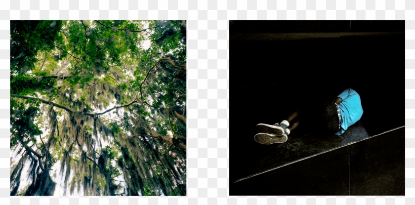 Phroom Magazine // International Research Platform - Tree Clipart