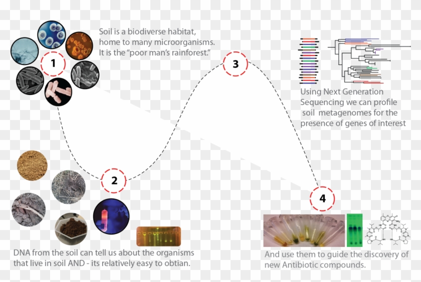 New York City Dirt, Bacteria In Nyc Dirt, Nyc Parks, - Secondary Metabolites From Microbes Clipart #2365346