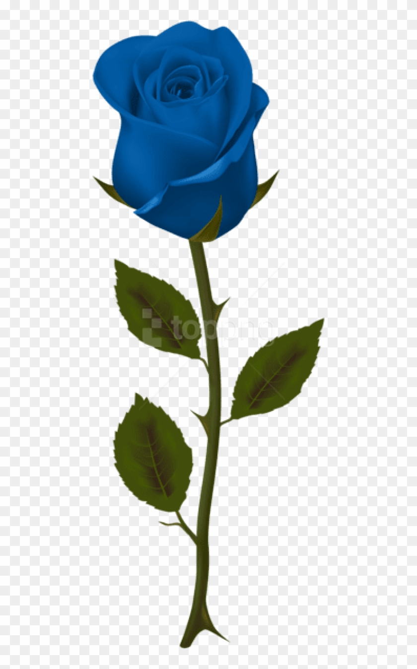 Free Png Download Blue Rose Png Images Background Png - Blue Rose No Background Clipart