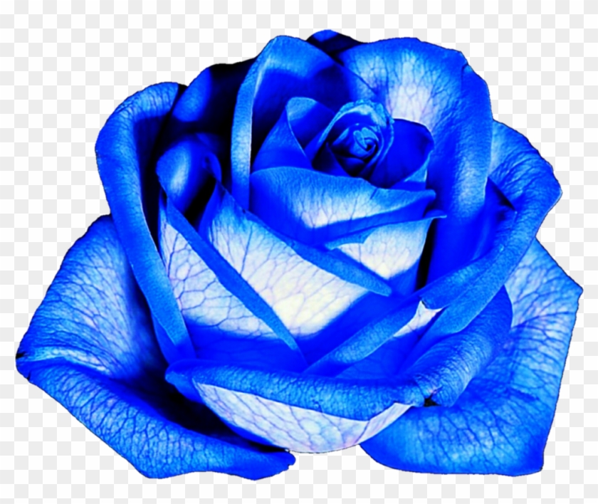 Blue Roses Png - Gambar Bunga Mawar Biru Png Clipart #2365561