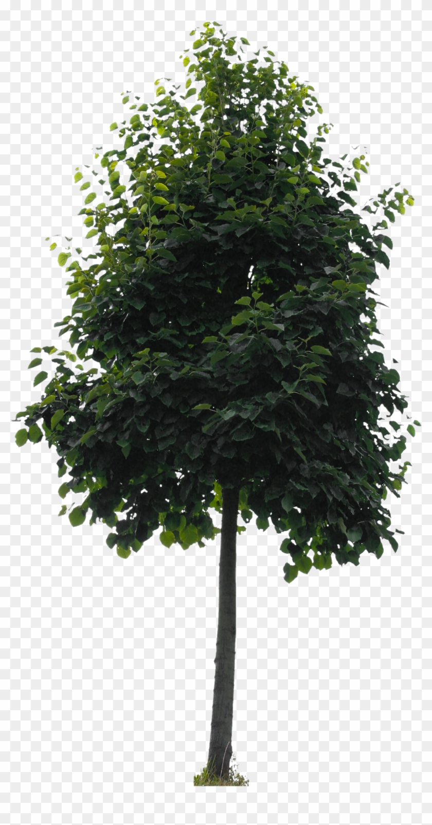 Small Tree Png , Png Download - Alberi Png Clipart #2366154