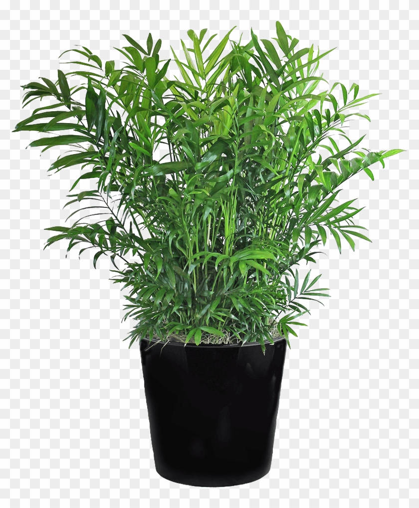 Plant Light Compressor - Chamaedorea Png Clipart