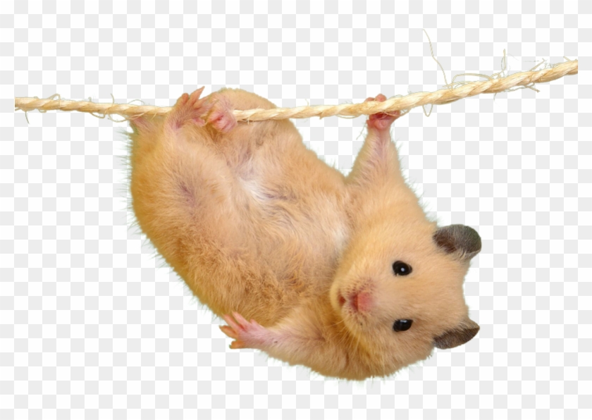 Cutout - Most Cutest Hamster In The World Clipart #2366426