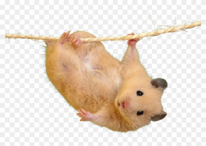 Cutout - Most Cutest Hamster In The World Clipart