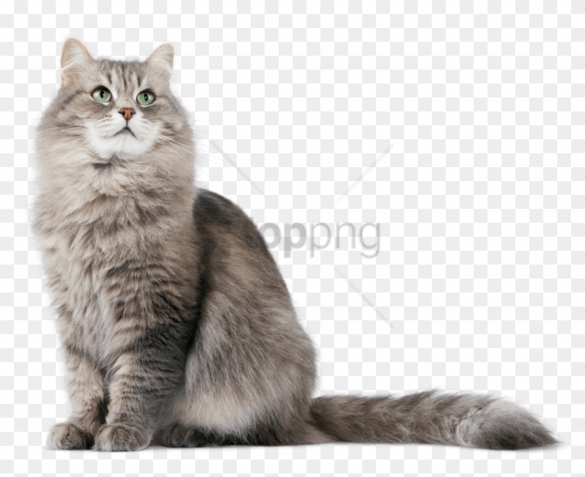 Free Png Cat Png Image With Transparent Background - Cat Transparent Background Hd Clipart #2366860