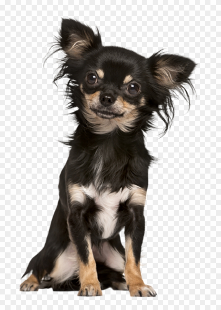 Chihuahua Sticker Clipart