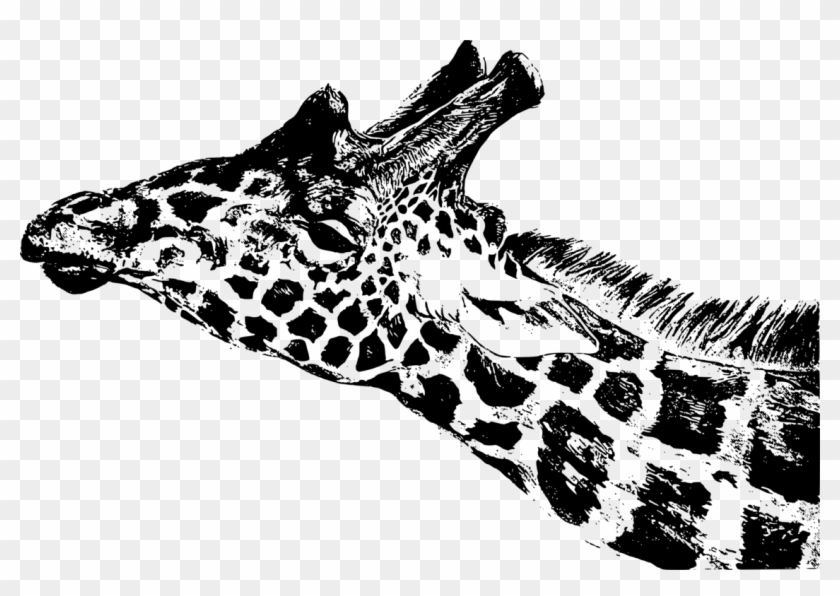 1132 X 750 6 - Illustration Clipart #2368017