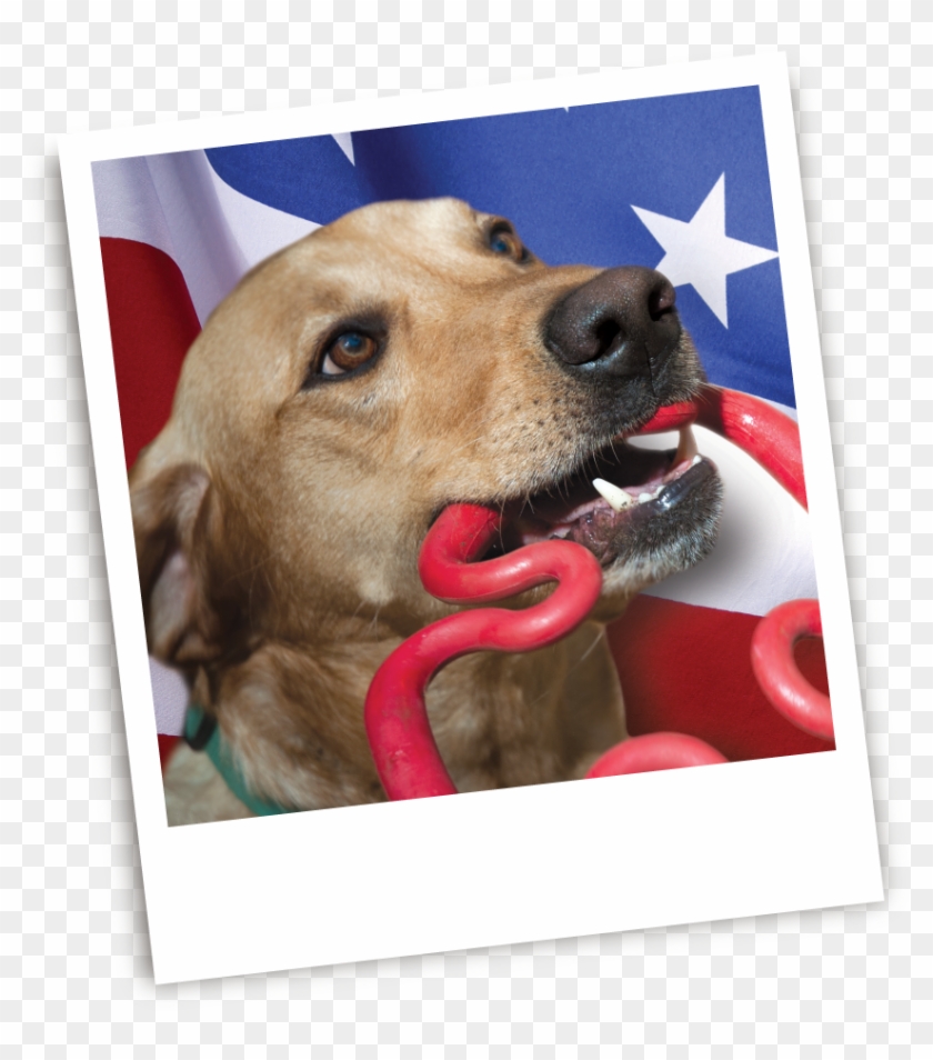 The Ruffdawg Blog / Made In The Usa - Dog Yawns Clipart
