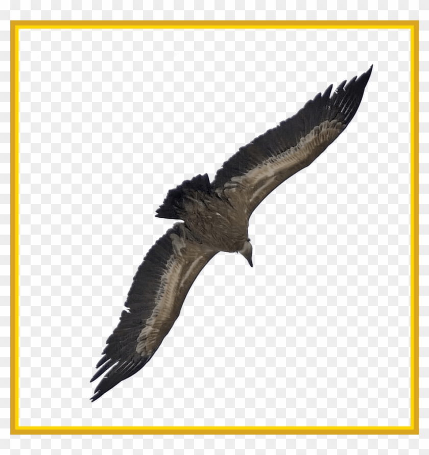 Awesome Vulture Png By Evelivesey On Post Ⓒ - Eagle Clipart