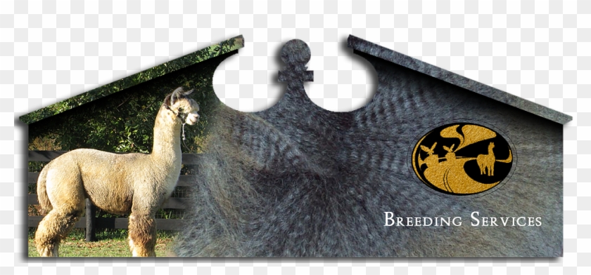Eagle Bend Alpacas - Llama Clipart #2369444