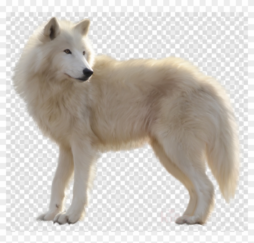 Download White Wolf Png Clipart Arctic Wolf Clip Art - Canadian Eskimo Dog Wolves Transparent Png #2371584