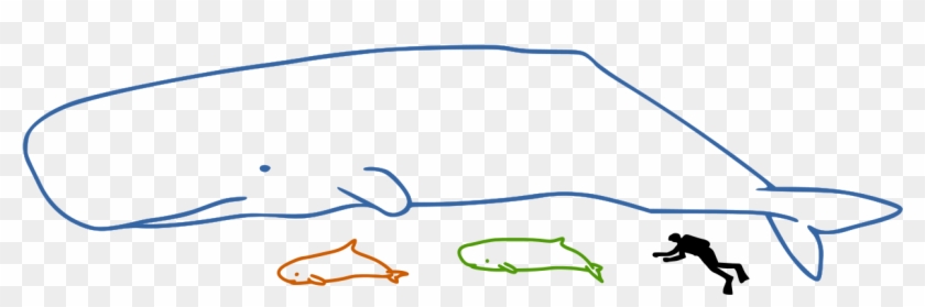 Sperm Whales Size - Pygmy Sperm Whale Size Clipart