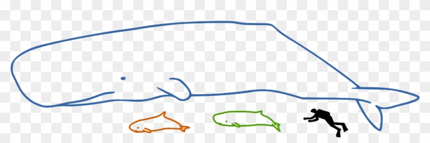 Sperm Whales Size - Pygmy Sperm Whale Size Clipart #2373337