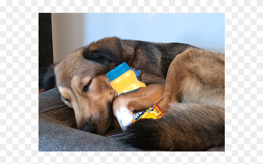 Barkboxverified Account - Companion Dog Clipart #2373483