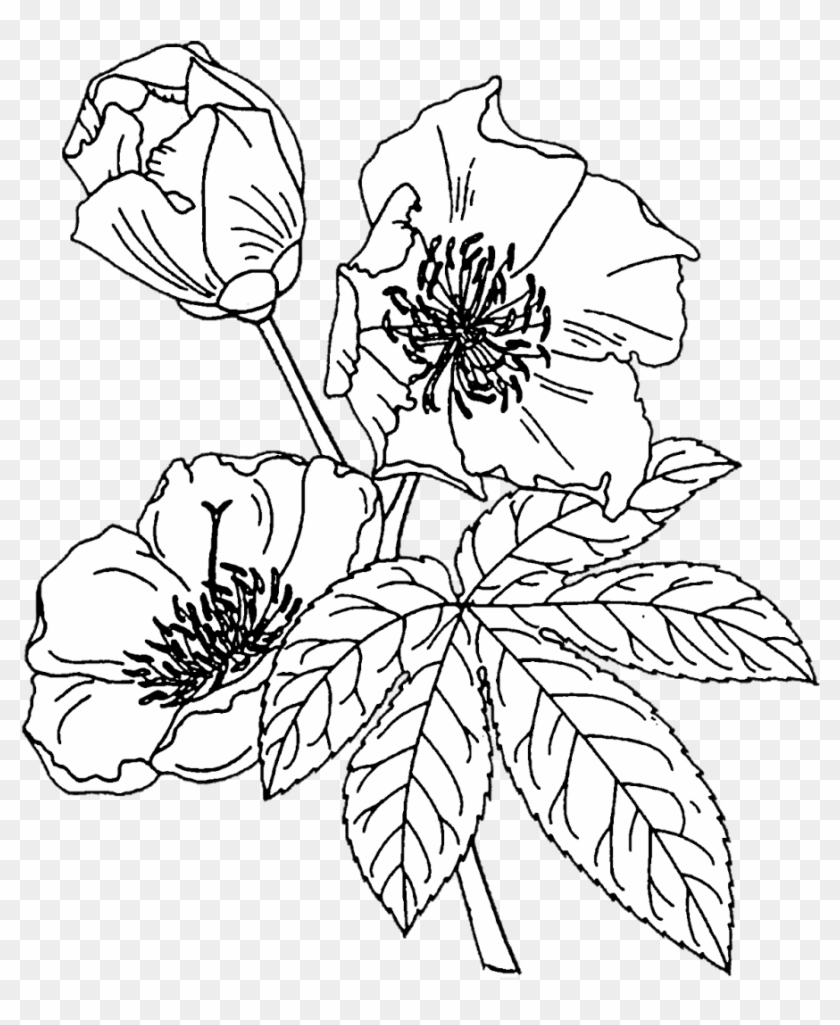 Crafting With Jack Flower Outline, Floral Drawing, - Coloring Book Clipart #2373739
