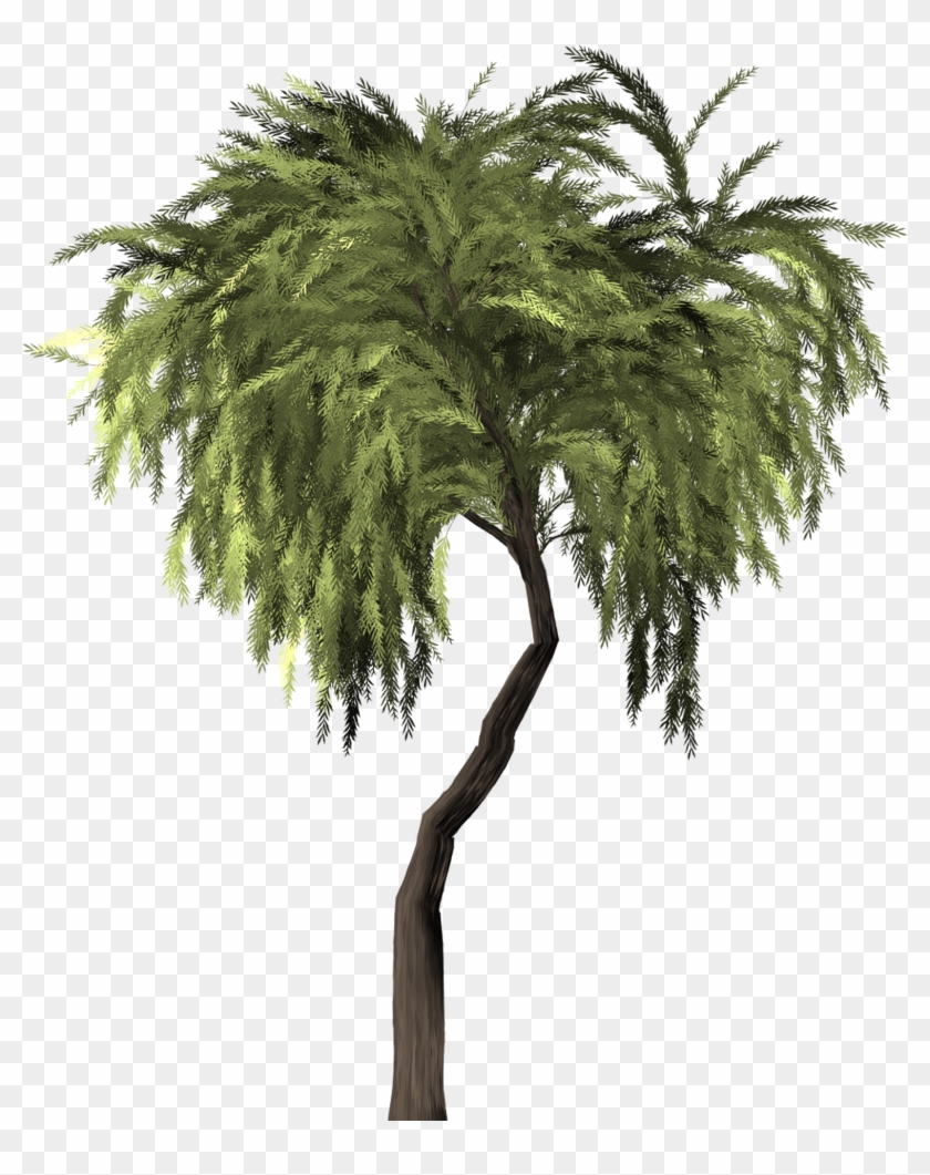 Willow Tree Weeping Willow Willow 1480307 - Willow Clipart #2374119