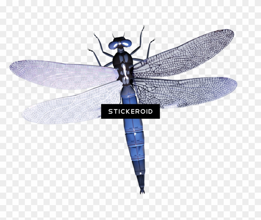 Dragonfly , Png Download - Dragonfly Silhouette Clipart #2374214