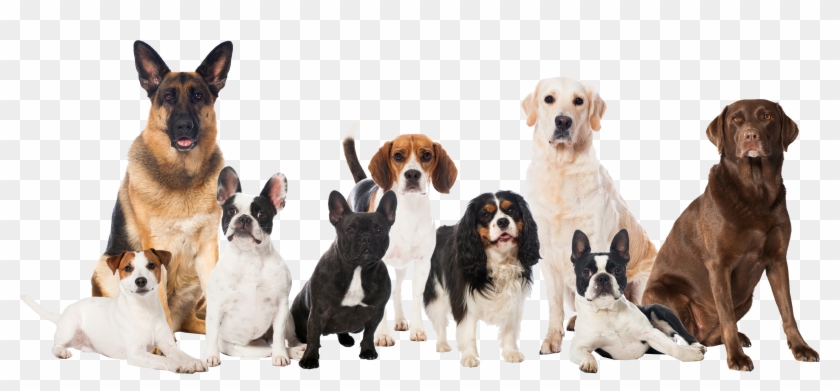 Dogs Clipart #2374219