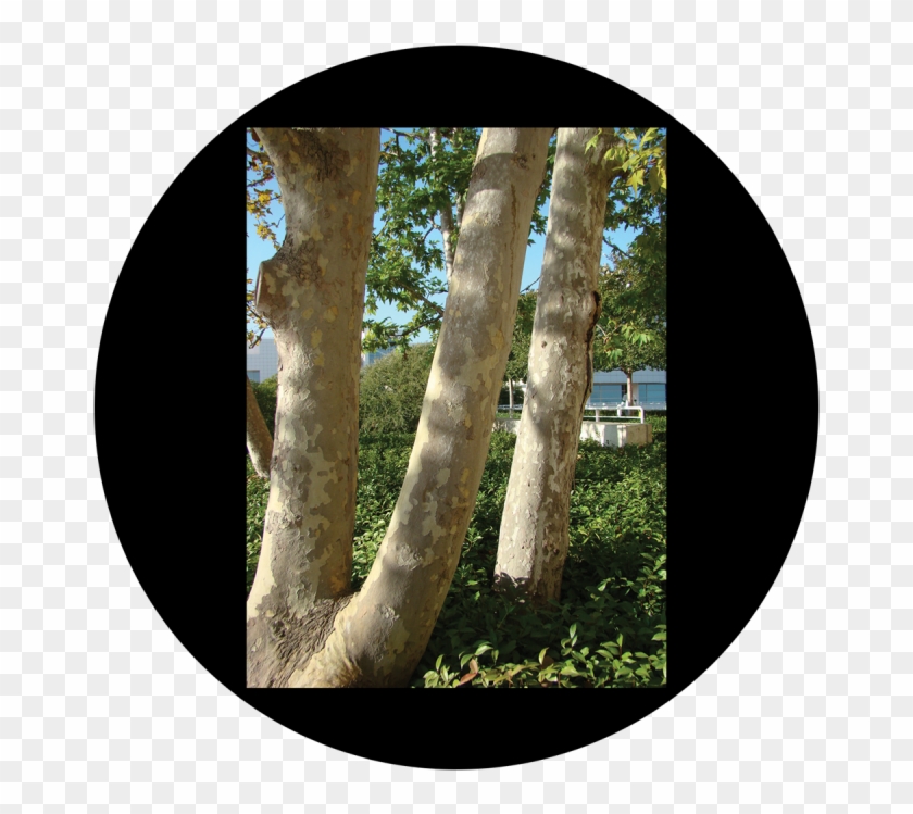 More Views - D - Antonakos - Tree Trunks - Birch Clipart