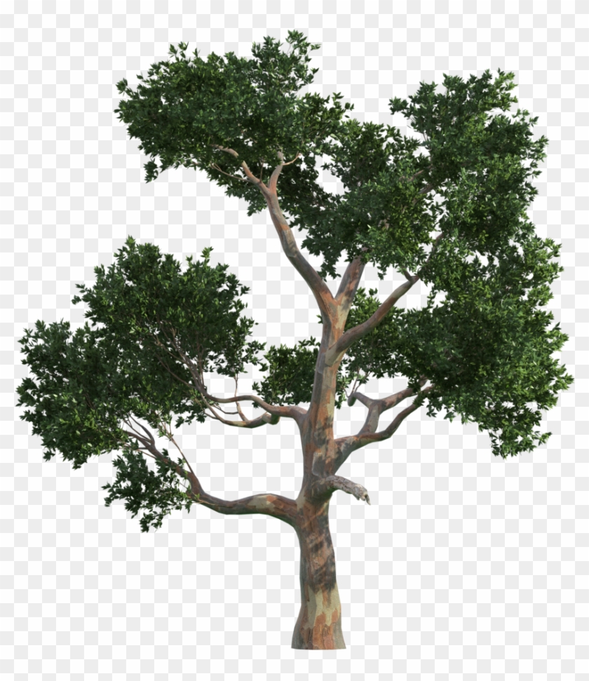 Trees Tree Vecteur Gratis Png Image High Quality Clipart - 樹木 Png Transparent Png #2374271
