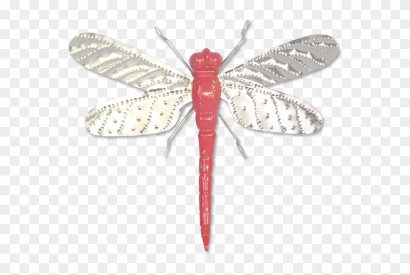 600 X 600 11 0 - Dragonfly Clipart