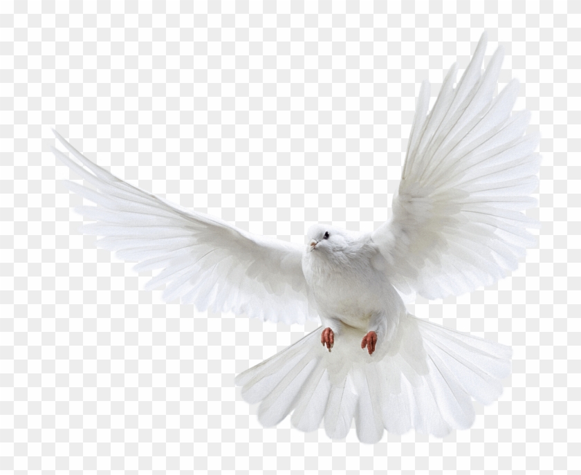White Flying Pigeon Png Image - Pigeon Png Clipart #2374707
