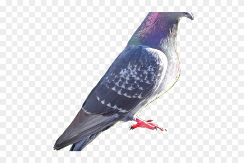 Attract Pigeons Clipart #2374861