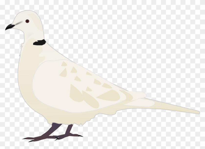 Beak Columbidae Water Bird Domestic Pigeon - Tourterelle Clipart - Png Download #2374930