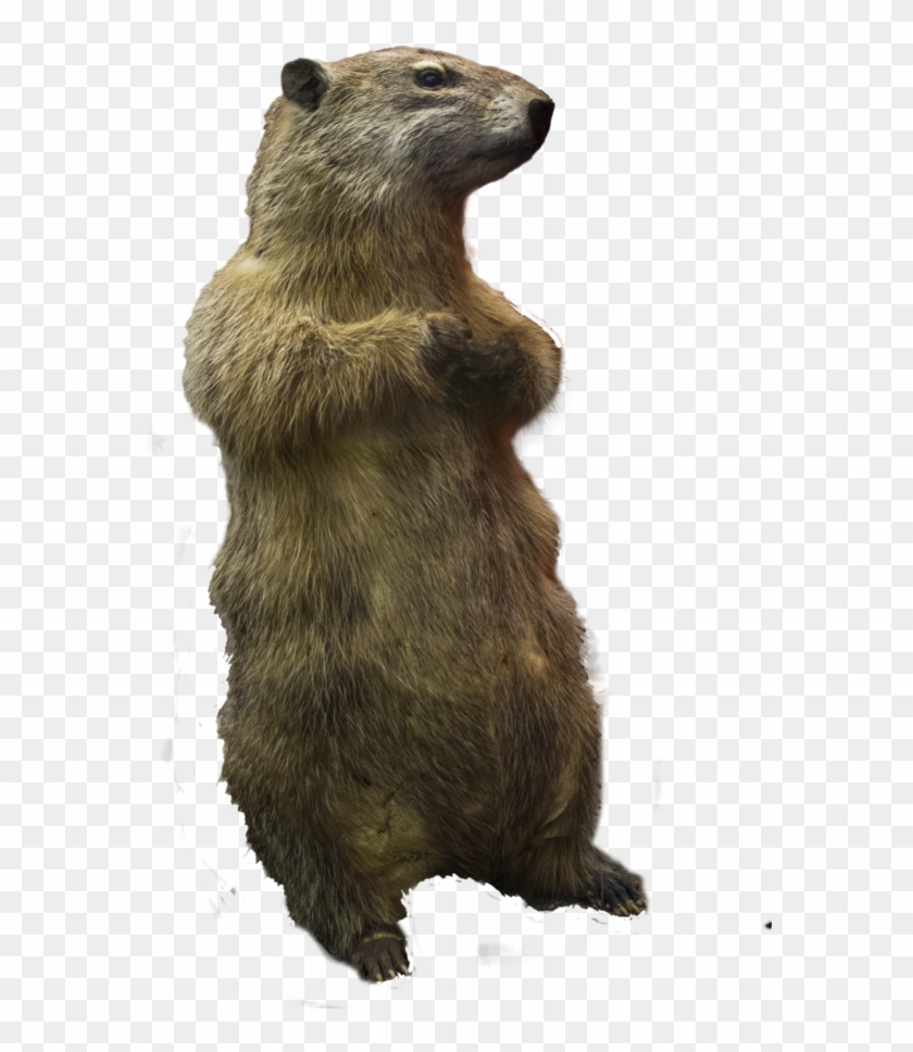 Prairie Dogs Png - Prairie Dog Png Clipart #2375050