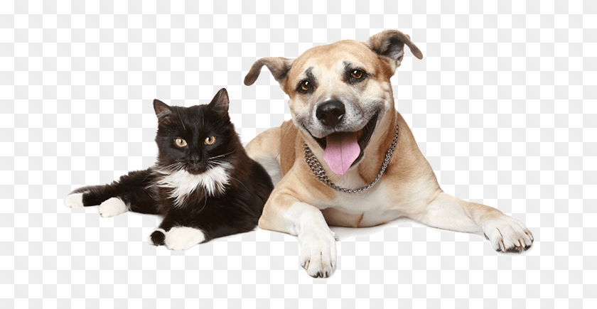 56 110k Favicon 18 Apr 2018 - National Spay Day 2019 Clipart