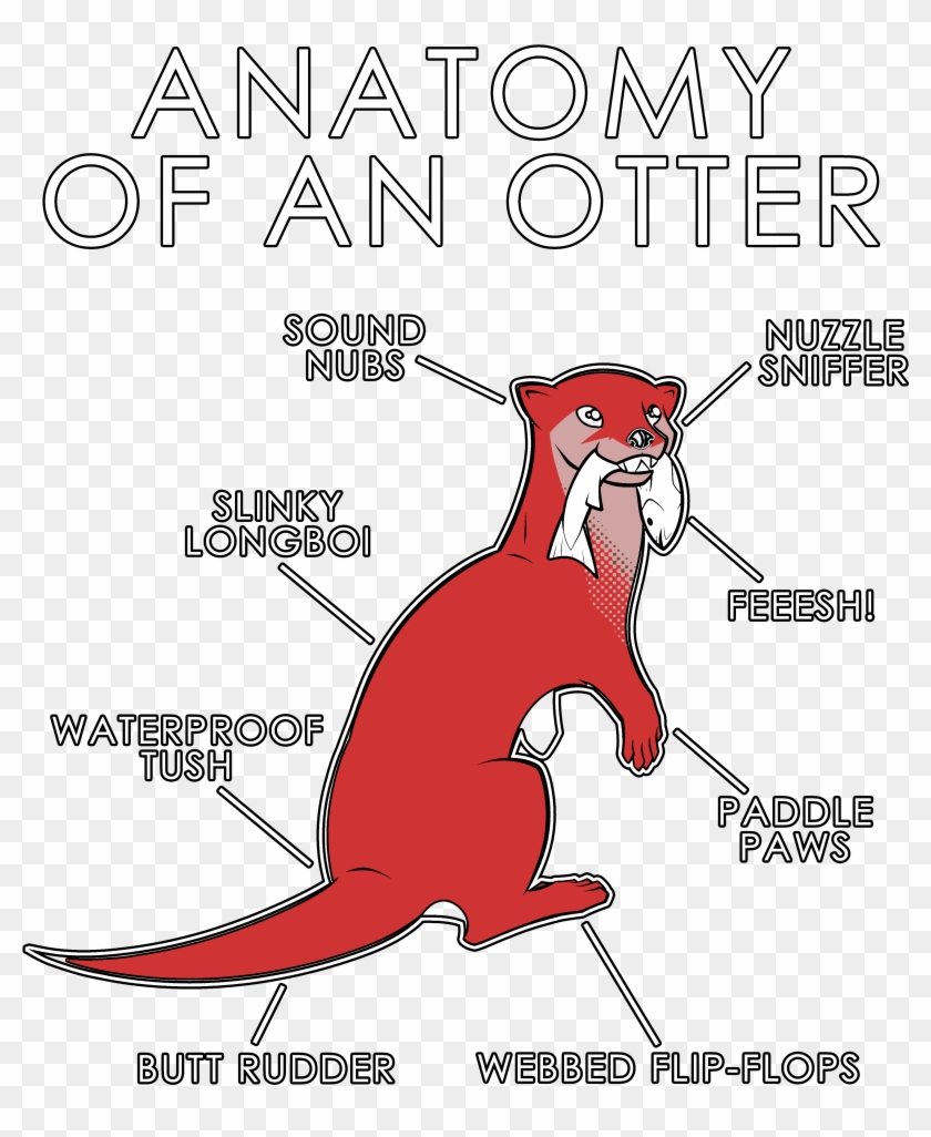 Anatomy Of An Otter - Cartoon Clipart #2376223
