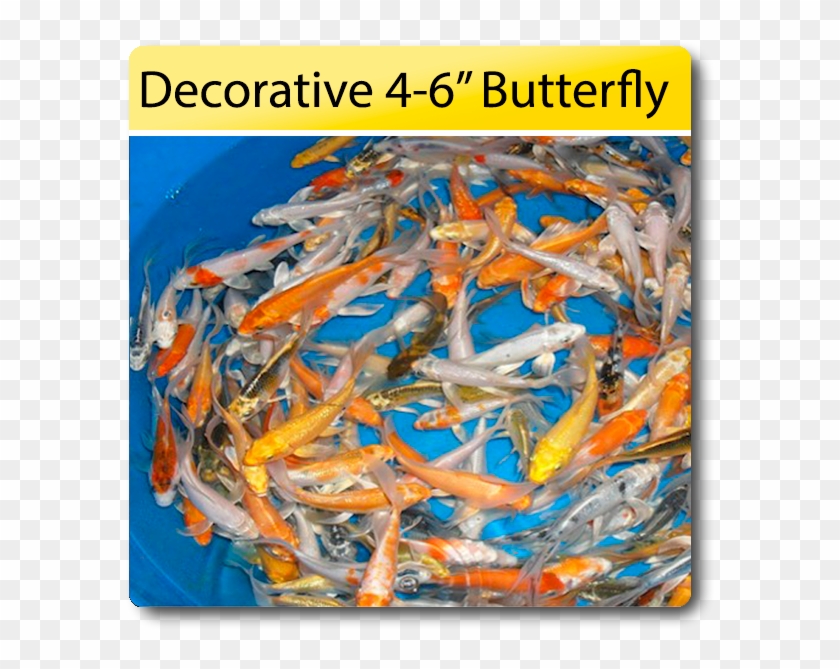 Decorative 4 6 Butterfly Koi 4 6 Decorative Butterfly - Feeder Fish Clipart #2376224