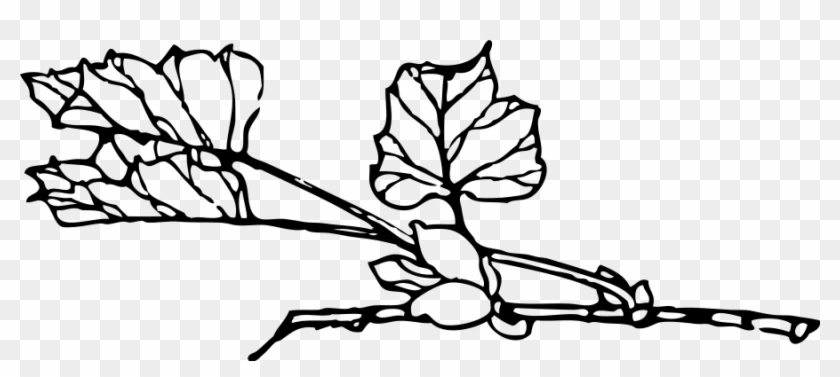 With Flower Png - Transparent Plant Outlines Clipart #2376280