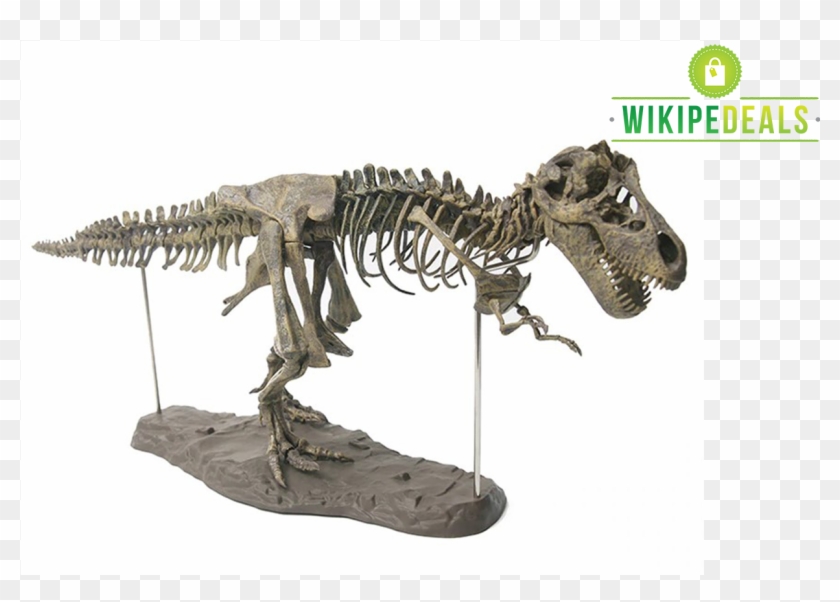 4d T-rex Fossil Model - Fossils T Rex Clipart